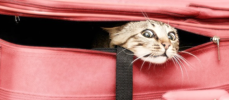 Podróż z kotem – jak się przygotować?