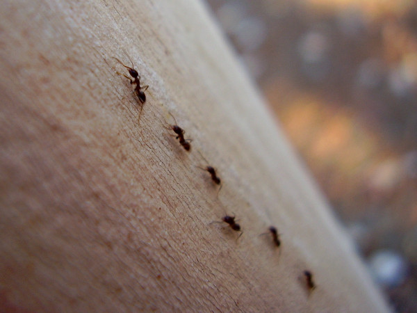 Mrówki w domu – jak zwalczyć plagę?