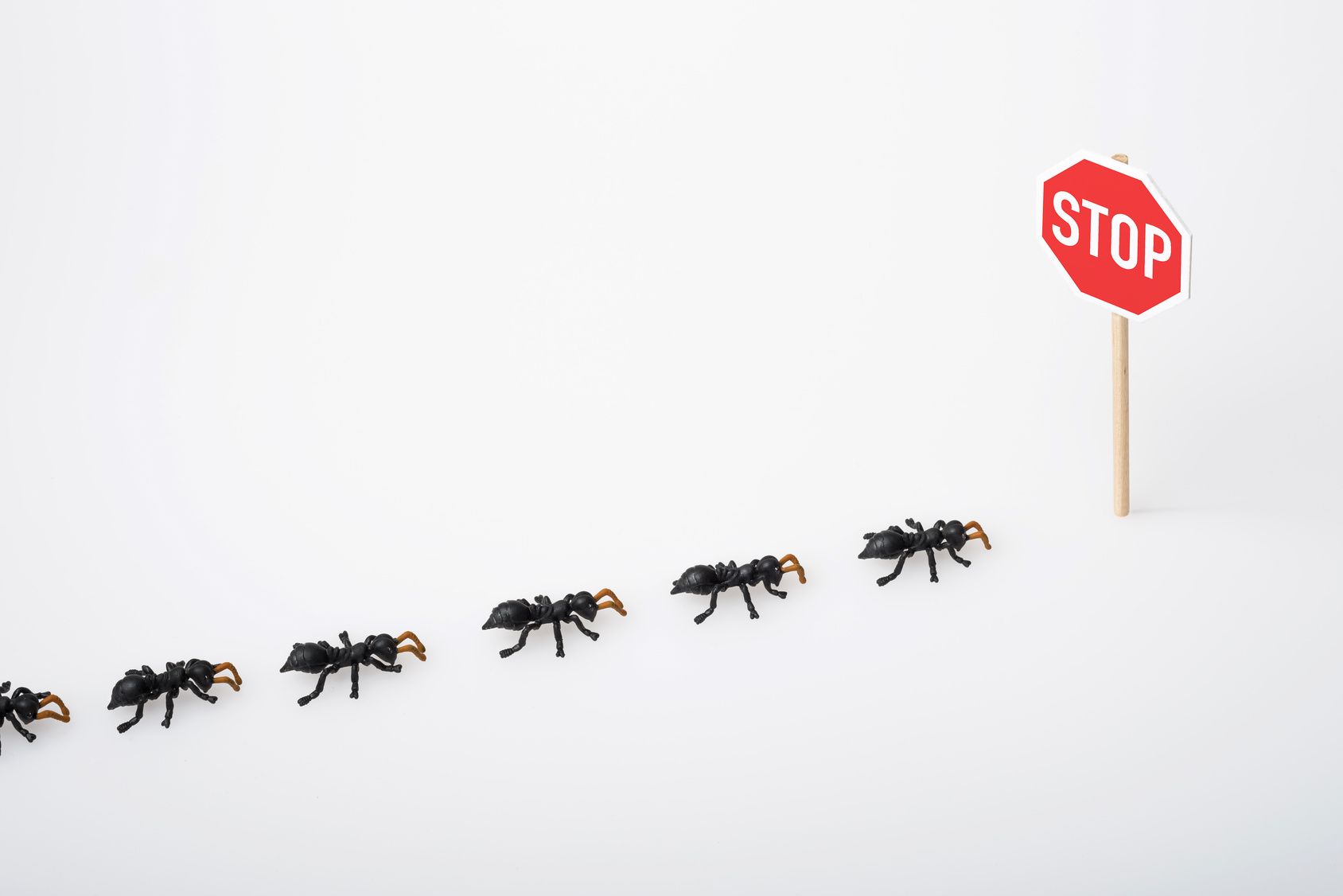 domowe sposoby na mrówki