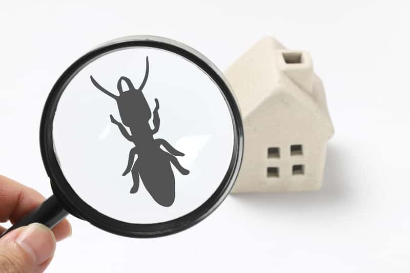 Domowe sposoby na mrówki w domu