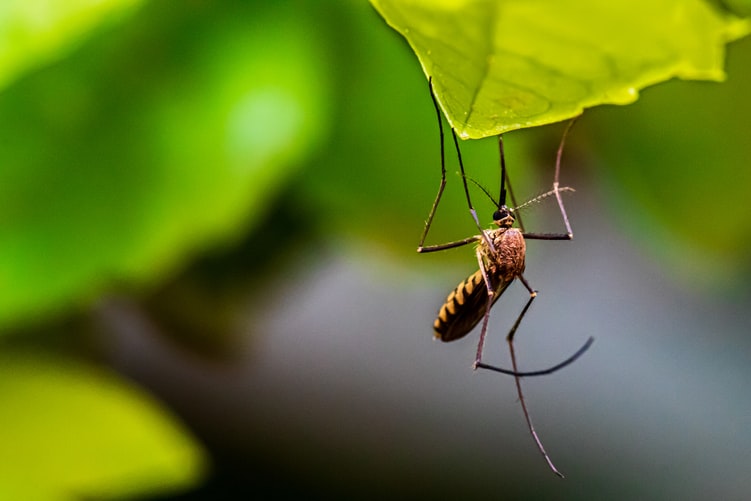 Środki na kleszcze i komary – czy są skuteczne?